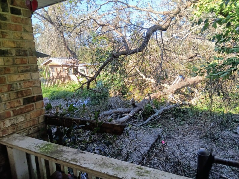 Downed trees in Pensacola, Florida after Hurricane Isaias.